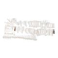 3B Scientific Pig skeleton, f, Disarticulated 1020997